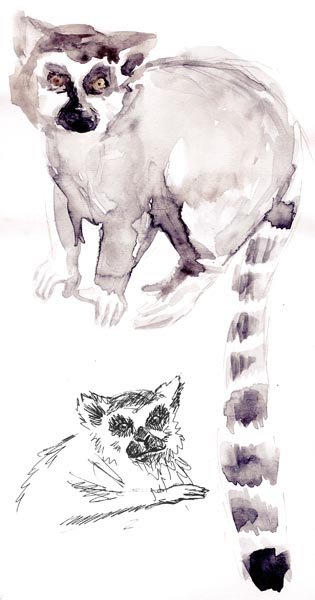 Лемур рисунок простой