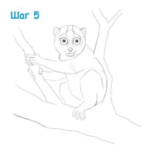 Лемур рисунок карандашом поэтапно