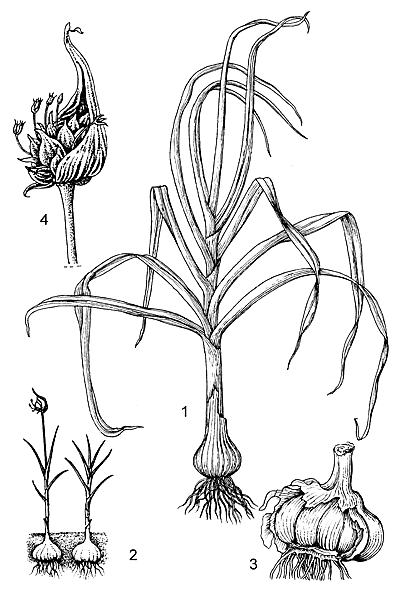 Корень чеснока