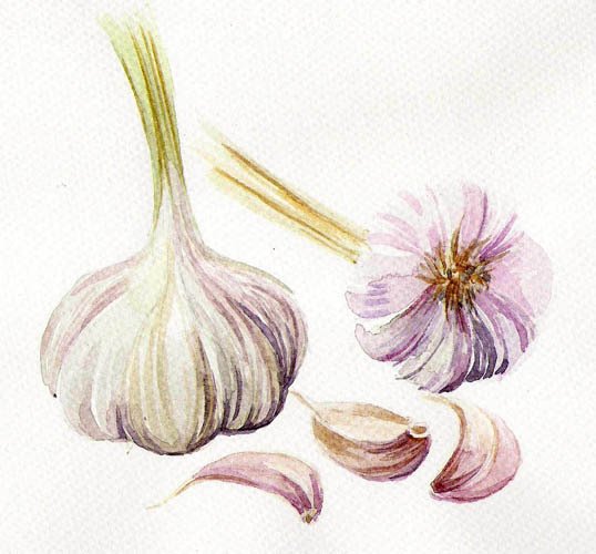 Лук и чеснок акварель