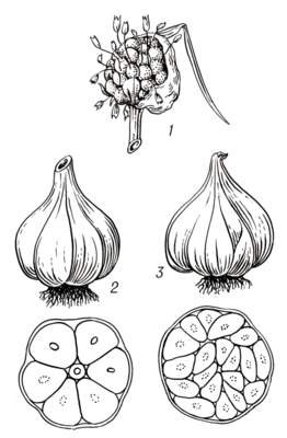 Строение луковицы чеснока биология