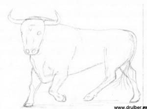 Бык простым карандашом для начинающих
