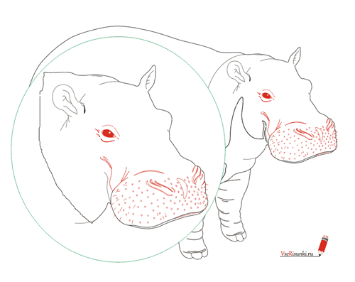 Бегемот рисунок поэтапно