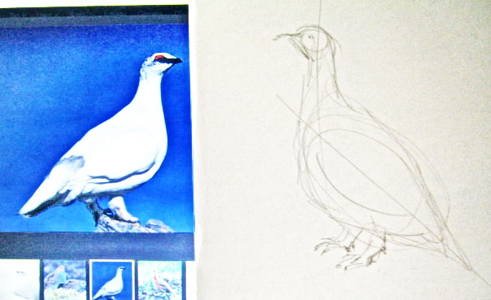 Поэтапное рисование куропатки