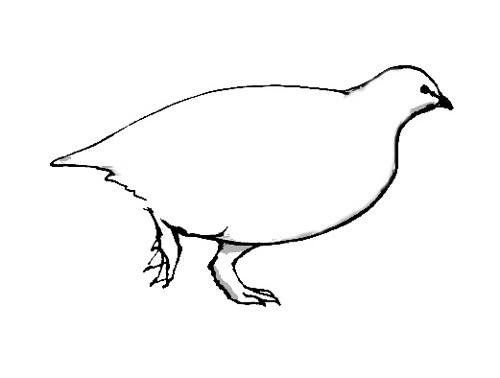 Белая куропатка раскраска
