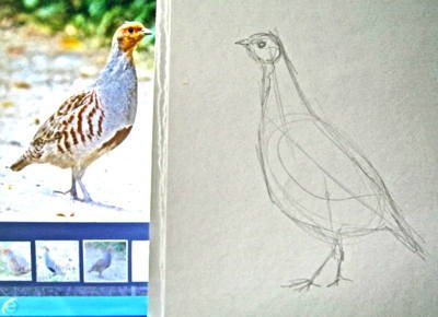 Куропатка нарисовать поэтапно