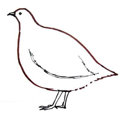 Поэтапное рисование куропатки