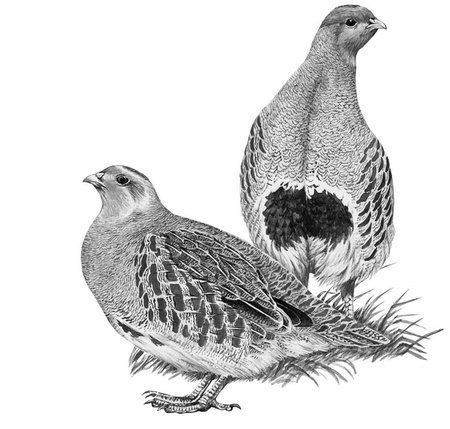 Куропатка, фазан, Турач