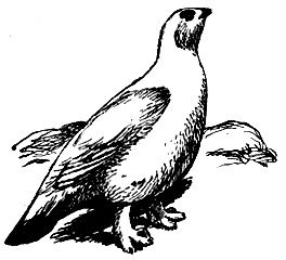 Белая куропатка раскраска