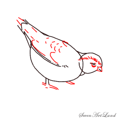 Куропатка нарисовать поэтапно