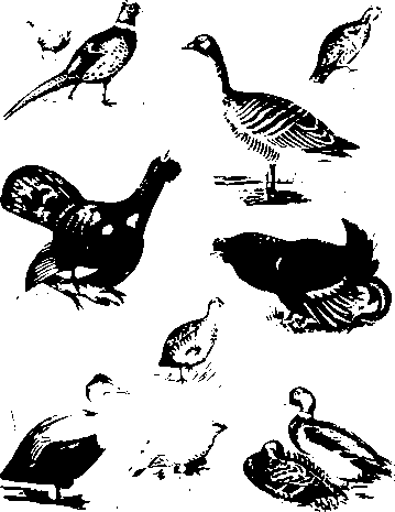 Разновидности пернатой дичи