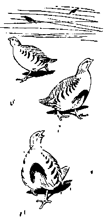 Куропатка черно белая