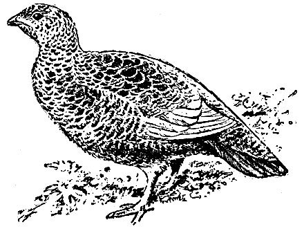 Куропатка оранжевое горлышко