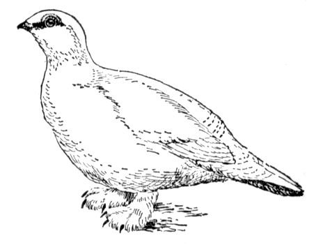 Серые куропатки