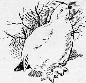 Белая куропатка рисунок