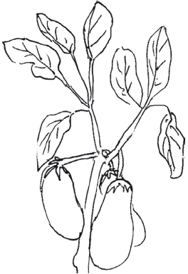 Пасленовые раскраска