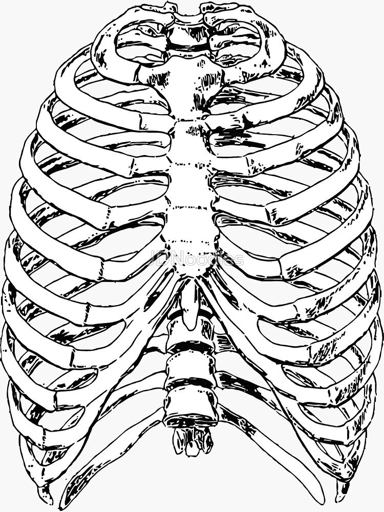 Сколько ребер у человека мужчины и женщины. EXTREMITAS anterior ребра. Рёбра rokerveka. Скелет грудной клетки человека. Скелет человека ребра.