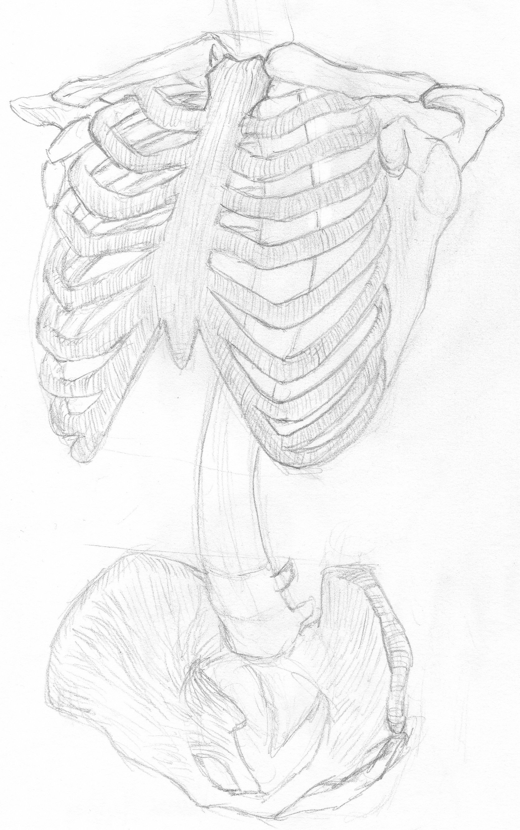 Анатомия карандашом