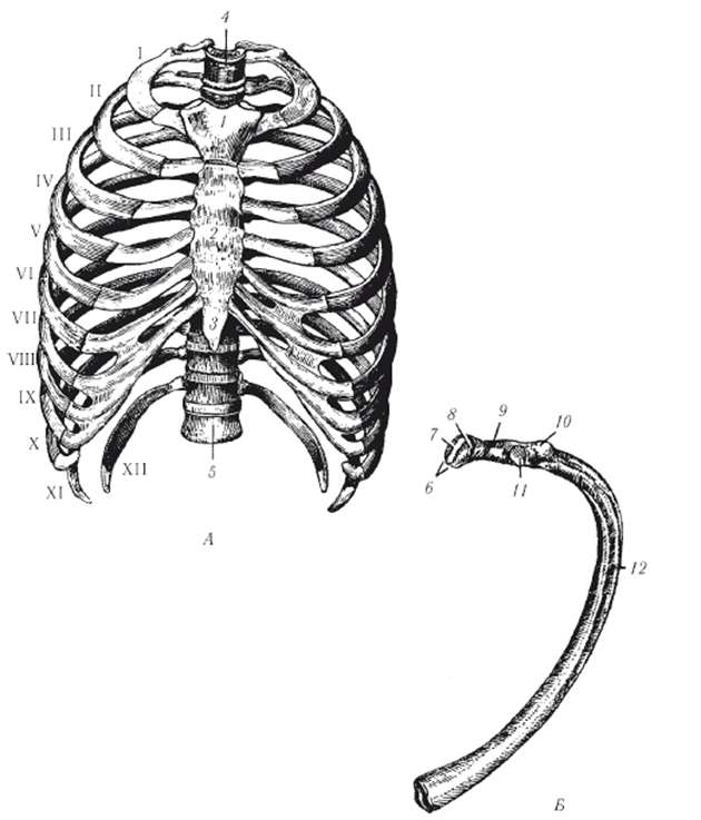 Рёбра человека нумерация спереди. 1. Грудная клетка (ребра, Грудина).. 1 Ребро грудной клетки. Реберная клетка анатомия.