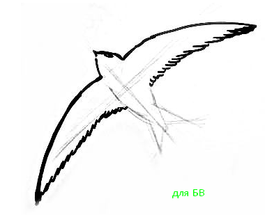 Рисунок стрижа поэтапно