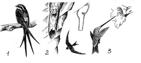 Стрижеобразные птицы строение