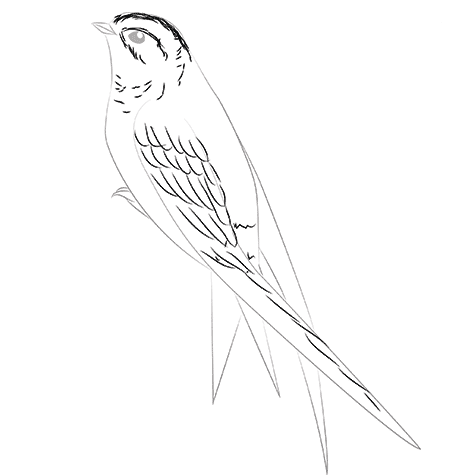 Нарисовать стрижа карандашом