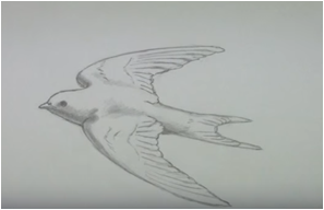 Лёгкий рисунок стрижа