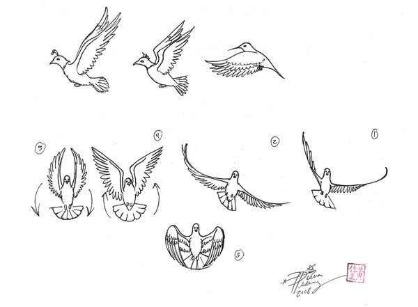 Этапы полета птицы