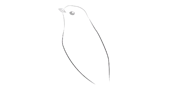 Поэтапное рисование стрижа