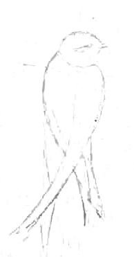 Поэтапное рисование стрижа