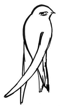 Как нарисовать стрижа