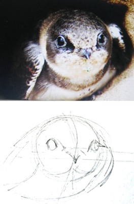 Стриж мордочка