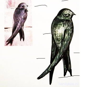 Как нарисовать Стрижей рисунок