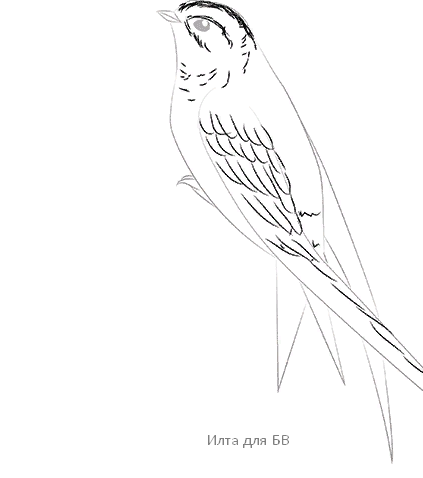 Нарисовать стрижа поэтапно