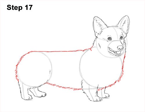 Вельш корги рисунок поэтапно