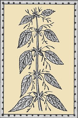 Лекарственные растения раскраска
