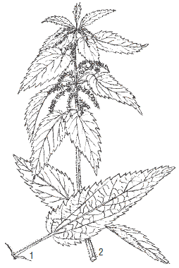 Крапива вектор