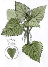 Крапивная история рисунки