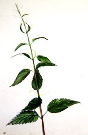 Крапива рисунок