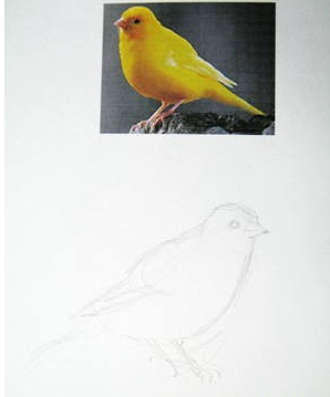 Как рисовать канарейку