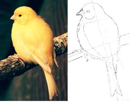 Поэтапное рисование птиц