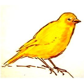 Канарейка схема