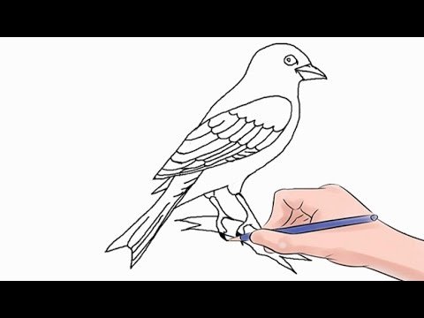 Канарейка раскраска