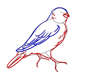 Канарейка раскраска