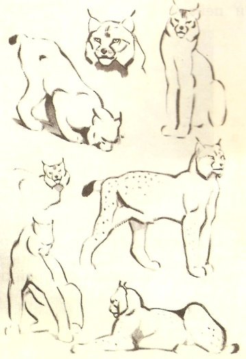 Анатомия рыси