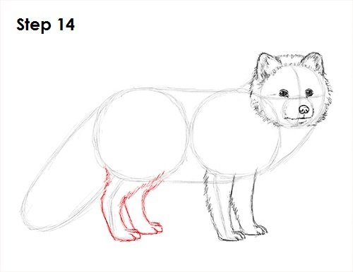 Песец рисунок легкий