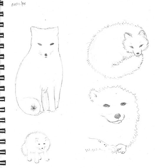 Песец схема рисования