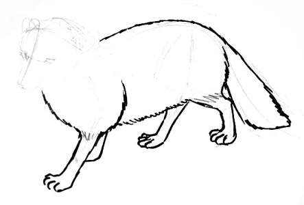 Поэтапное рисование песца