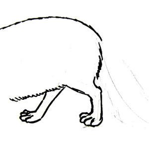 Поэтапное рисование песца