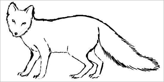Песец схема рисования